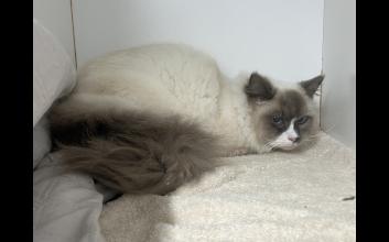 cat adoption photo