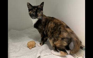 cat adoption photo