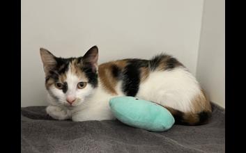 cat adoption photo