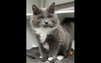 cat adoption photo