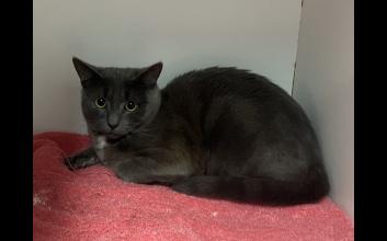 cat adoption photo