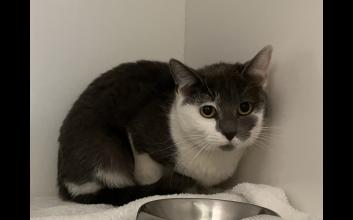 cat adoption photo