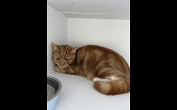 cat adoption photo