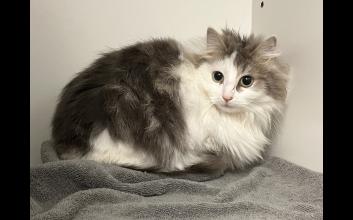 cat adoption photo