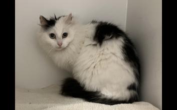 cat adoption photo