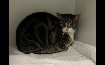 cat adoption photo
