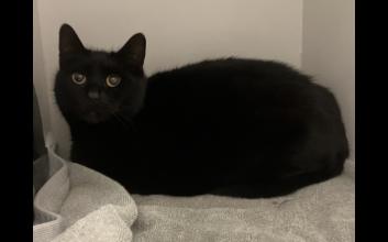 cat adoption photo