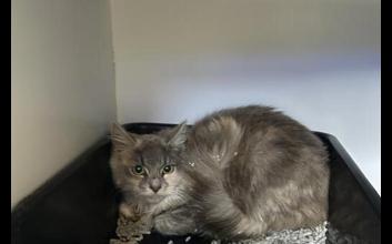 cat adoption photo