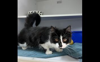 cat adoption photo