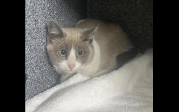 cat adoption photo