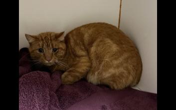 cat adoption photo
