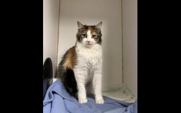 cat adoption photo