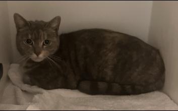 cat adoption photo