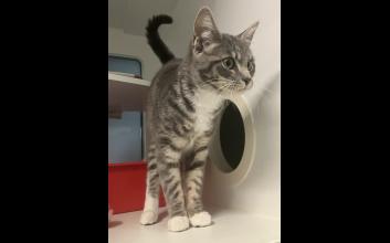 cat adoption photo