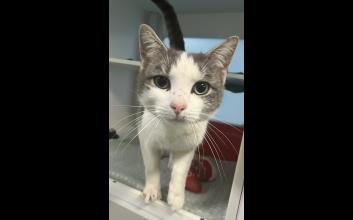 cat adoption photo