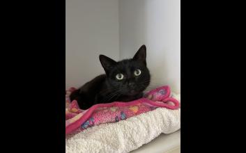 cat adoption photo