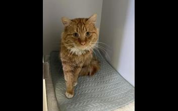 cat adoption photo