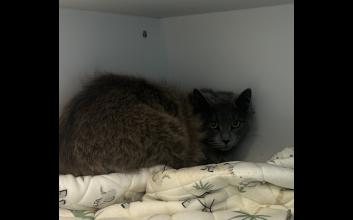 cat adoption photo