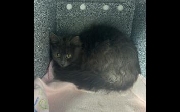 cat adoption photo