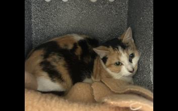 cat adoption photo