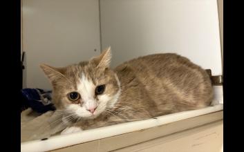 cat adoption photo