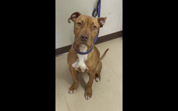 dog adoption photo