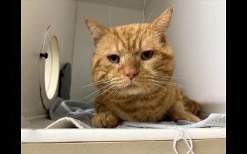 cat adoption photo