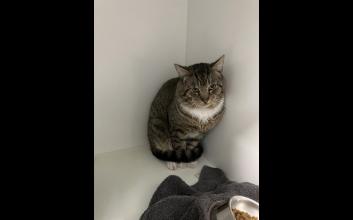 cat adoption photo