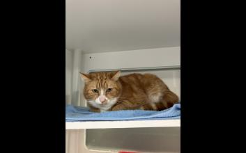cat adoption photo