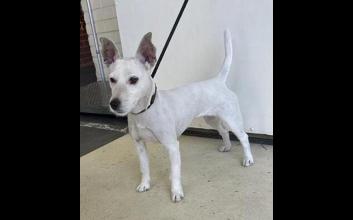 dog adoption photo