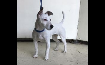 dog adoption photo