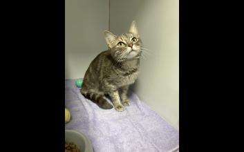 cat adoption photo