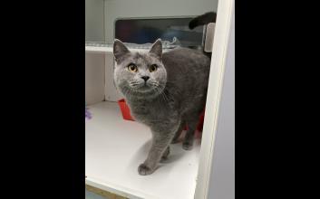 cat adoption photo