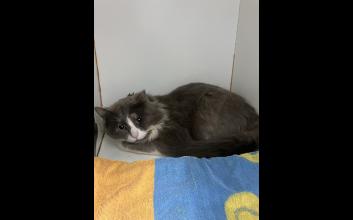 cat adoption photo