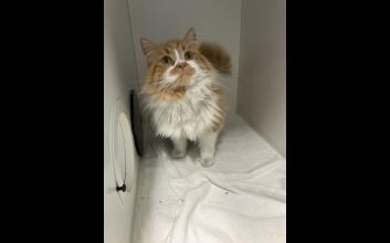 cat adoption photo