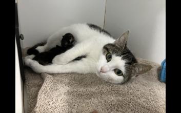 cat adoption photo