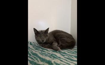 cat adoption photo