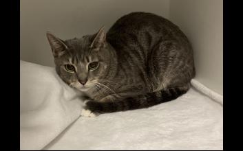 cat adoption photo