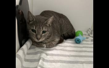 cat adoption photo