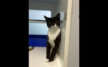 cat adoption photo
