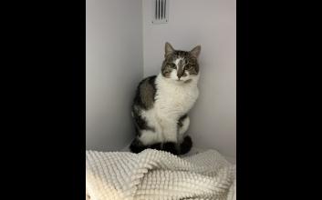 cat adoption photo