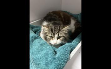 cat adoption photo