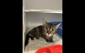 cat adoption photo