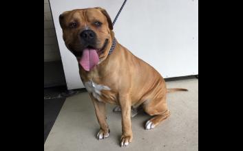 dog adoption photo
