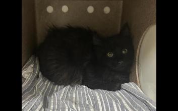 cat adoption photo