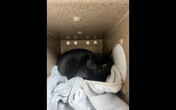 cat adoption photo