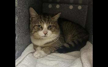 cat adoption photo