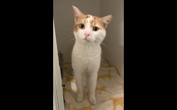 cat adoption photo