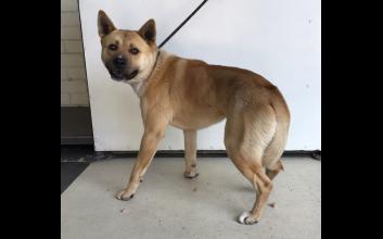 dog adoption photo