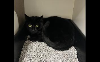 cat adoption photo